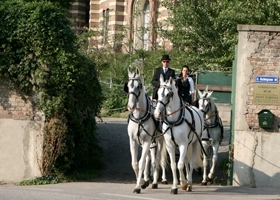 book a romantic ride in horse drawn carriages in Vienna